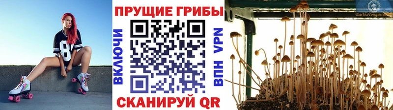 Псилоцибиновые грибы Cubensis  Сольвычегодск 